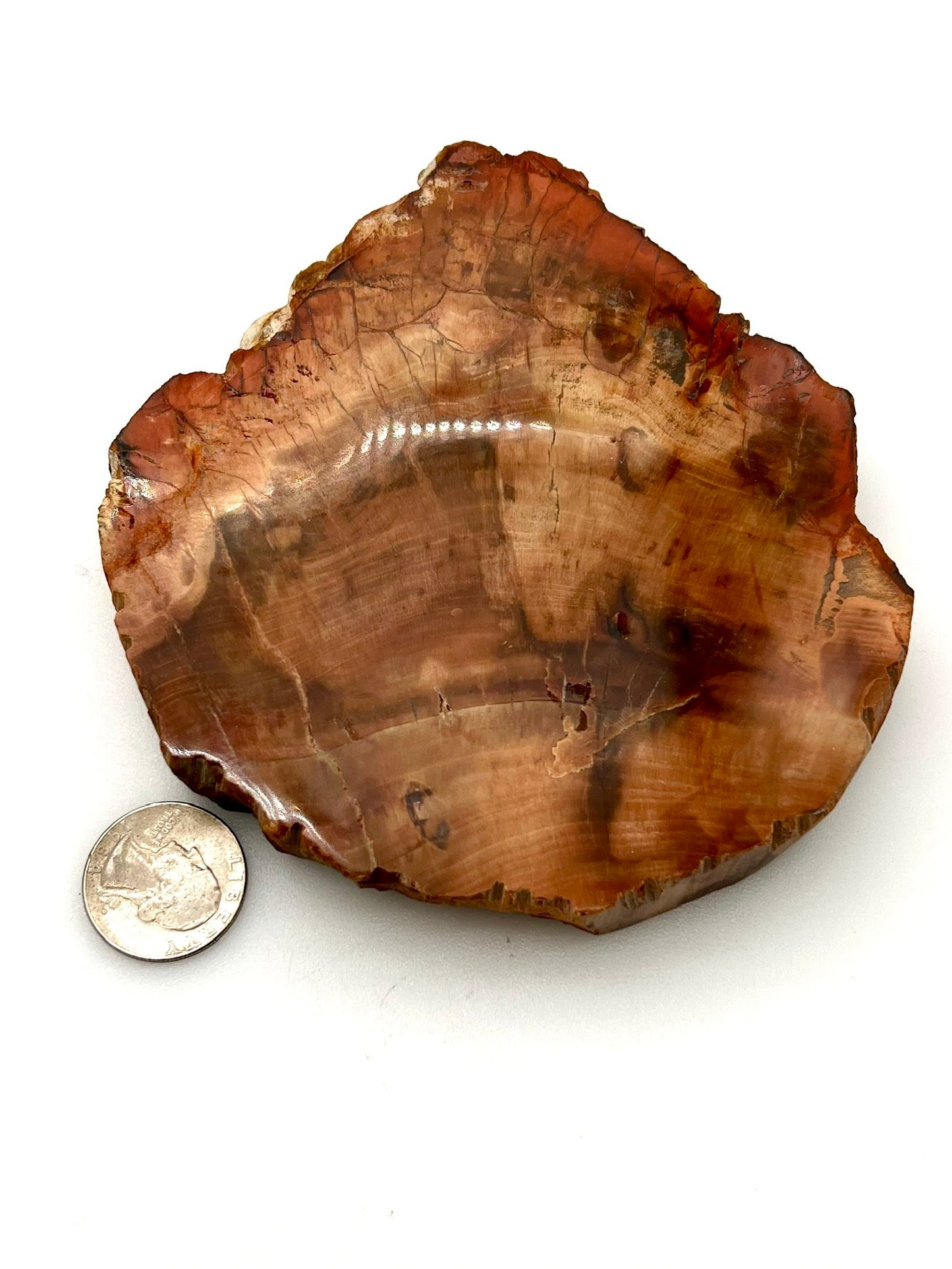 Petrified Wood Slab