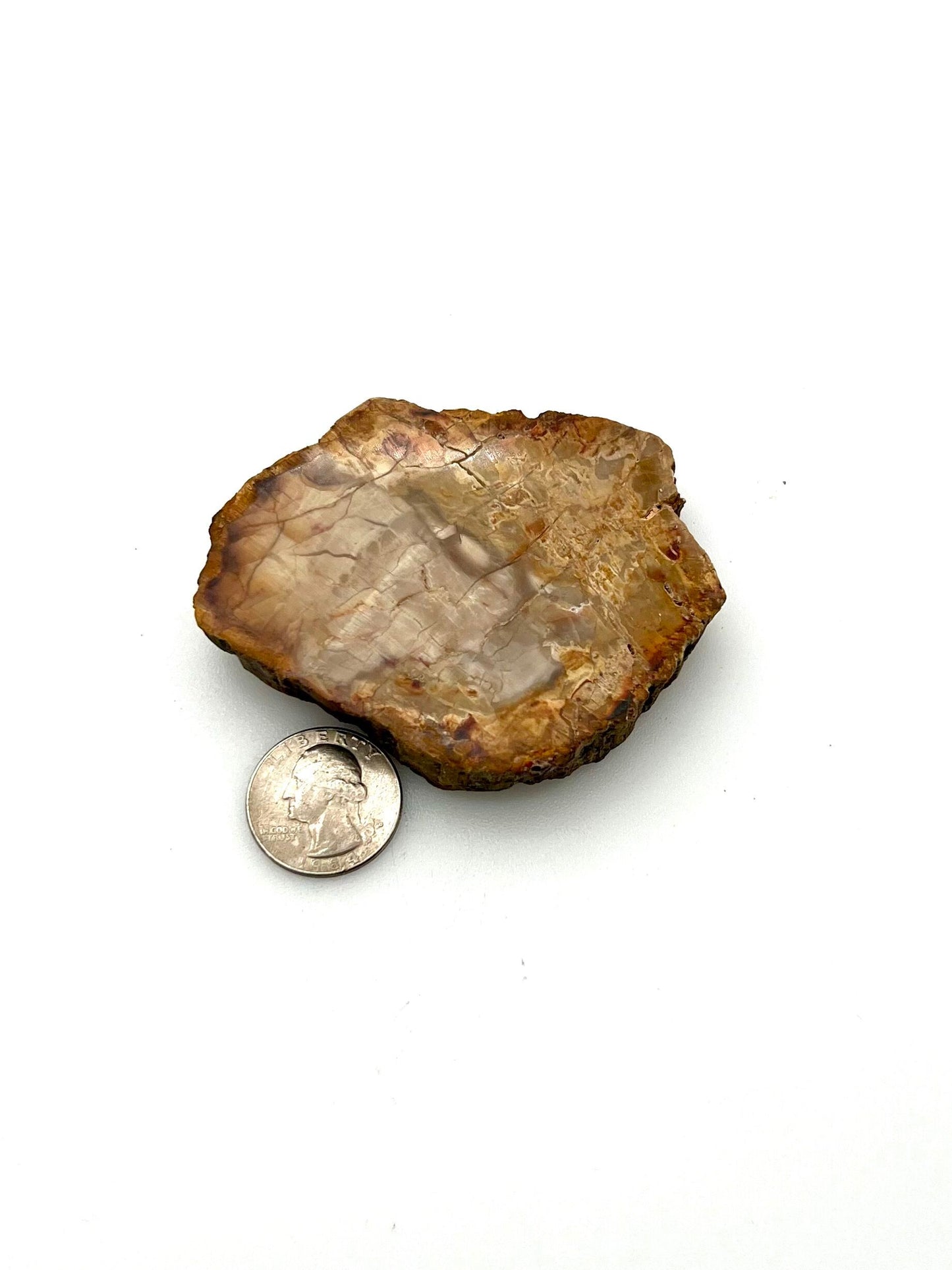 Petrified Wood Slab
