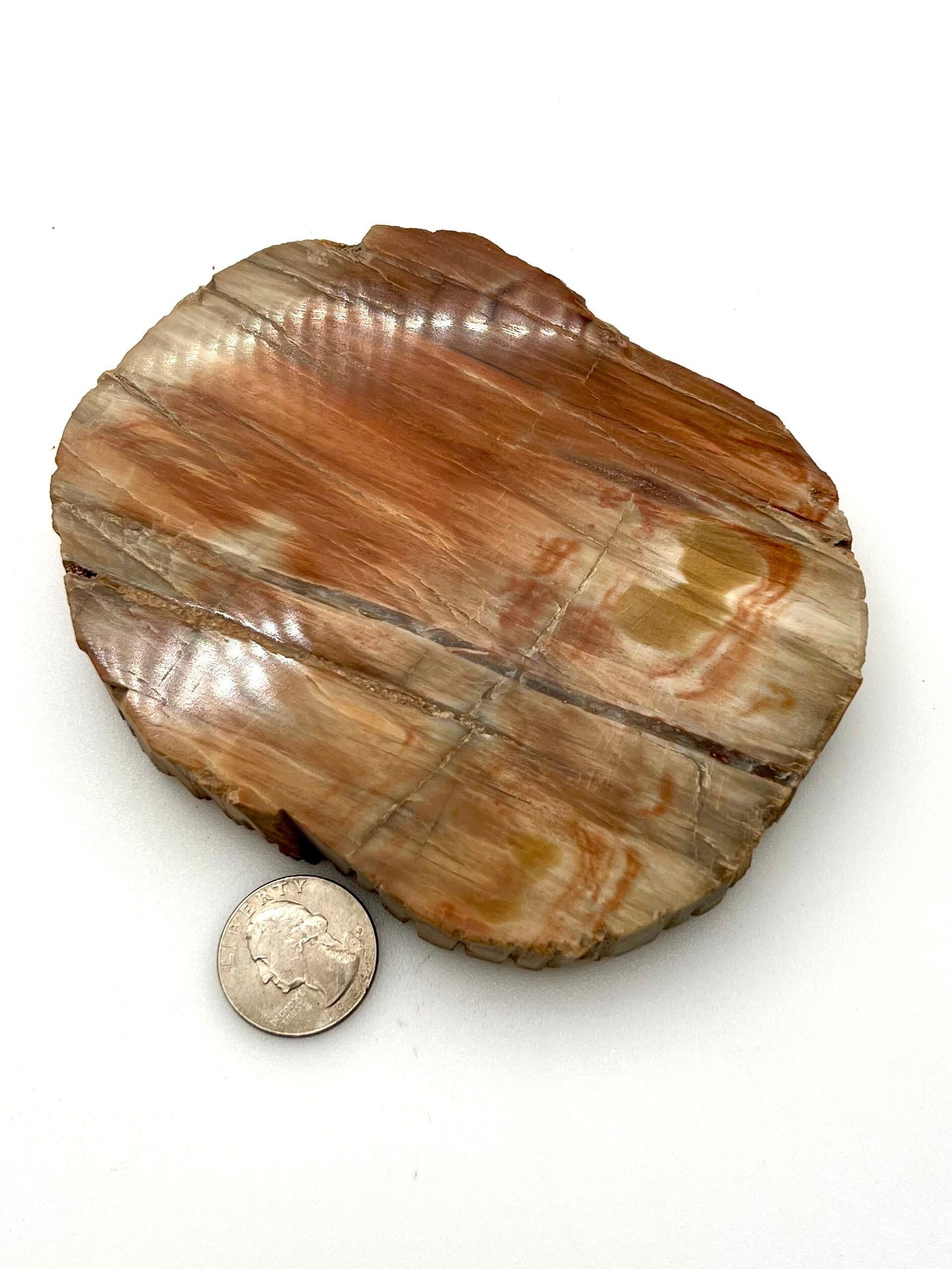 Petrified Wood Slab