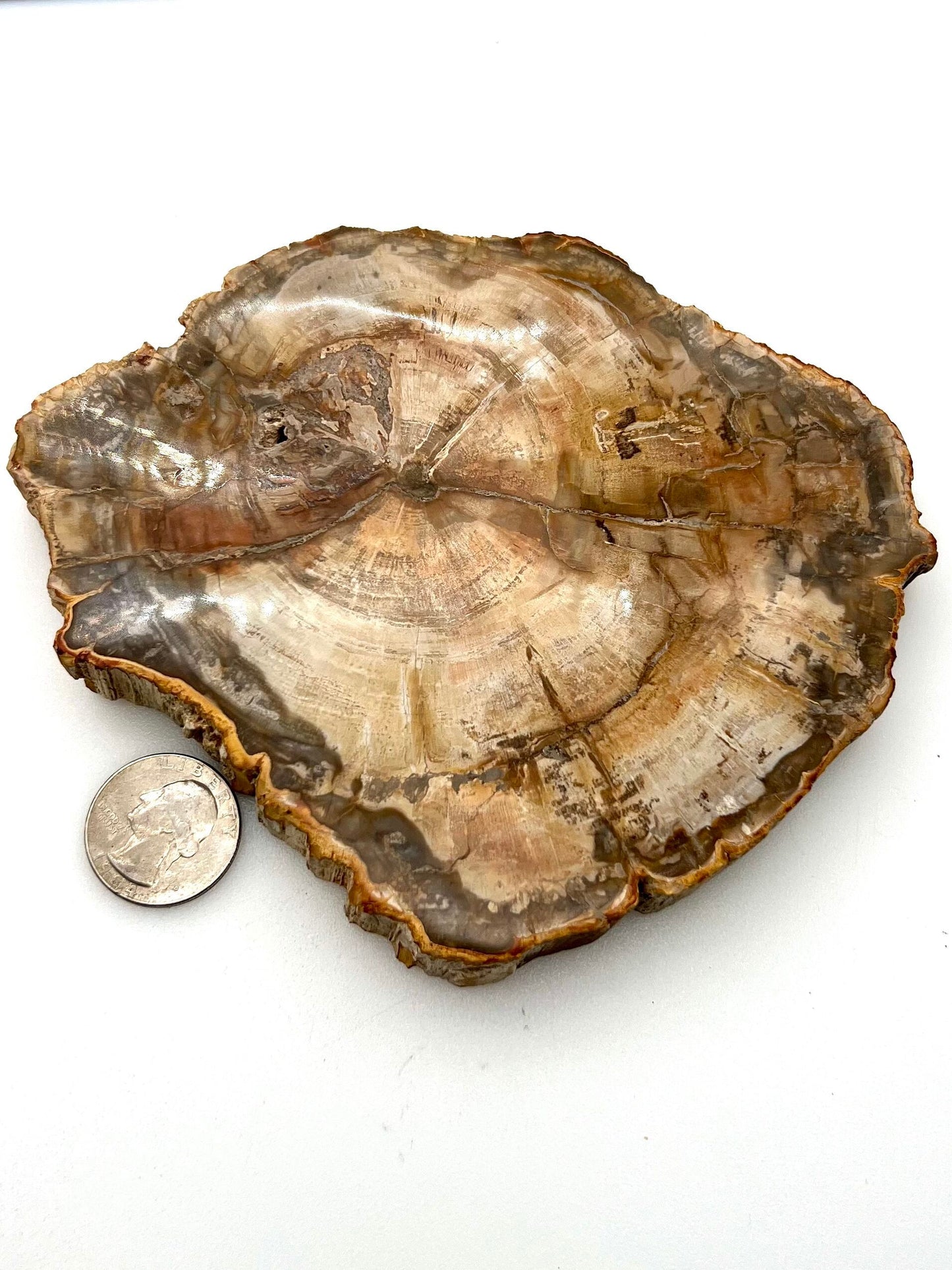 Petrified Wood Slab