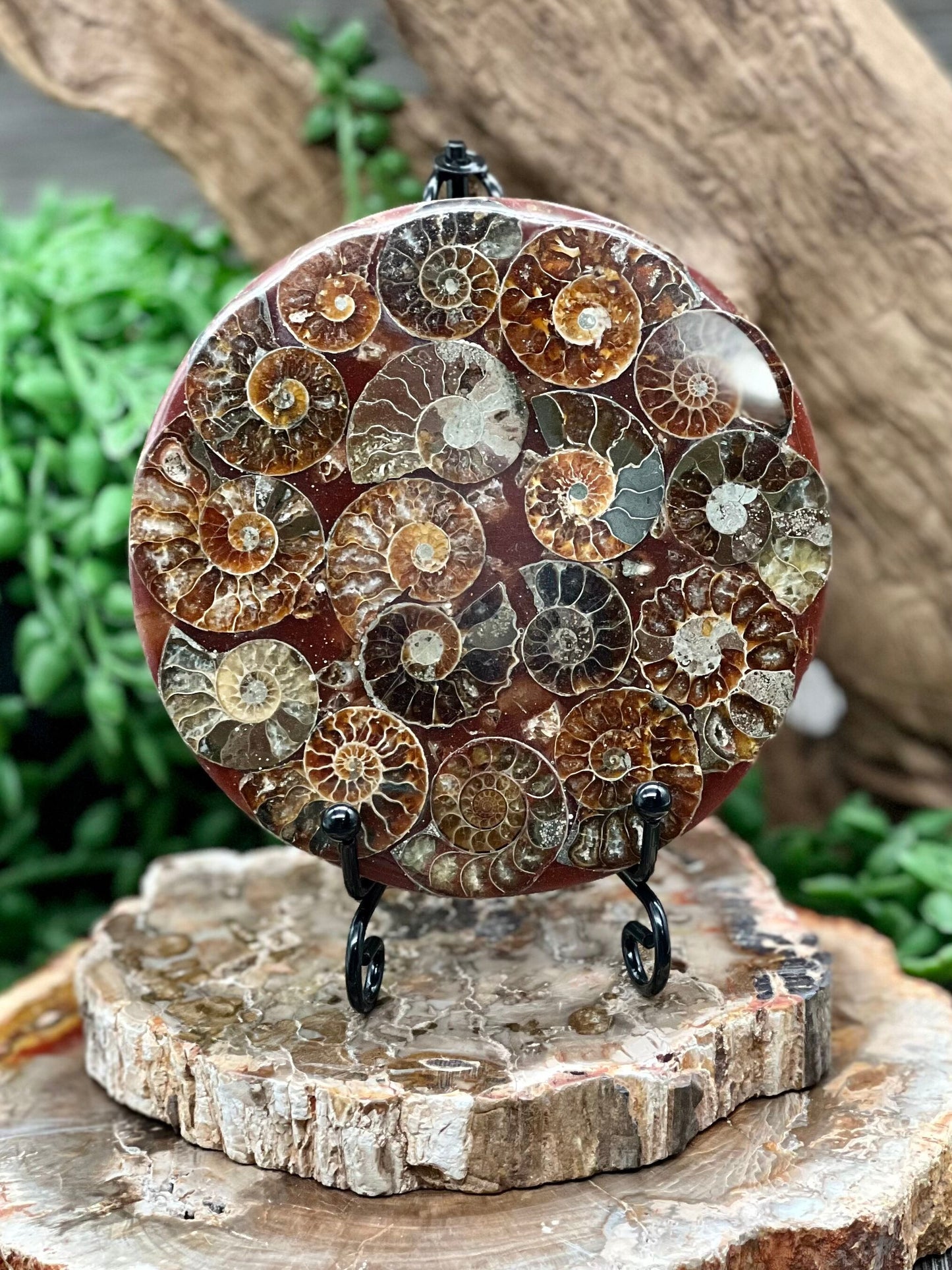 Ammonite Fossil Slab