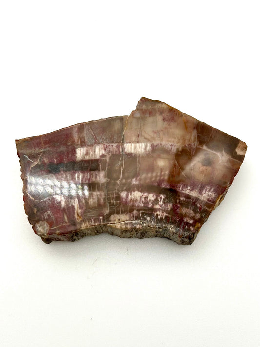 Petrified Wood Slab