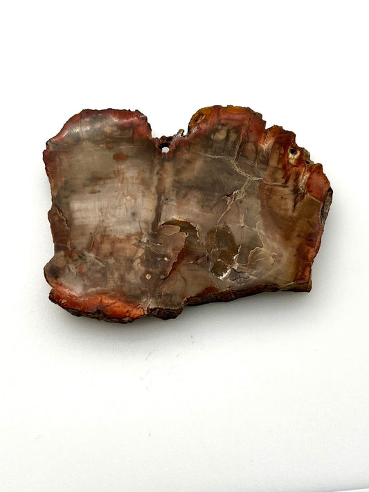 Petrified Wood Slab