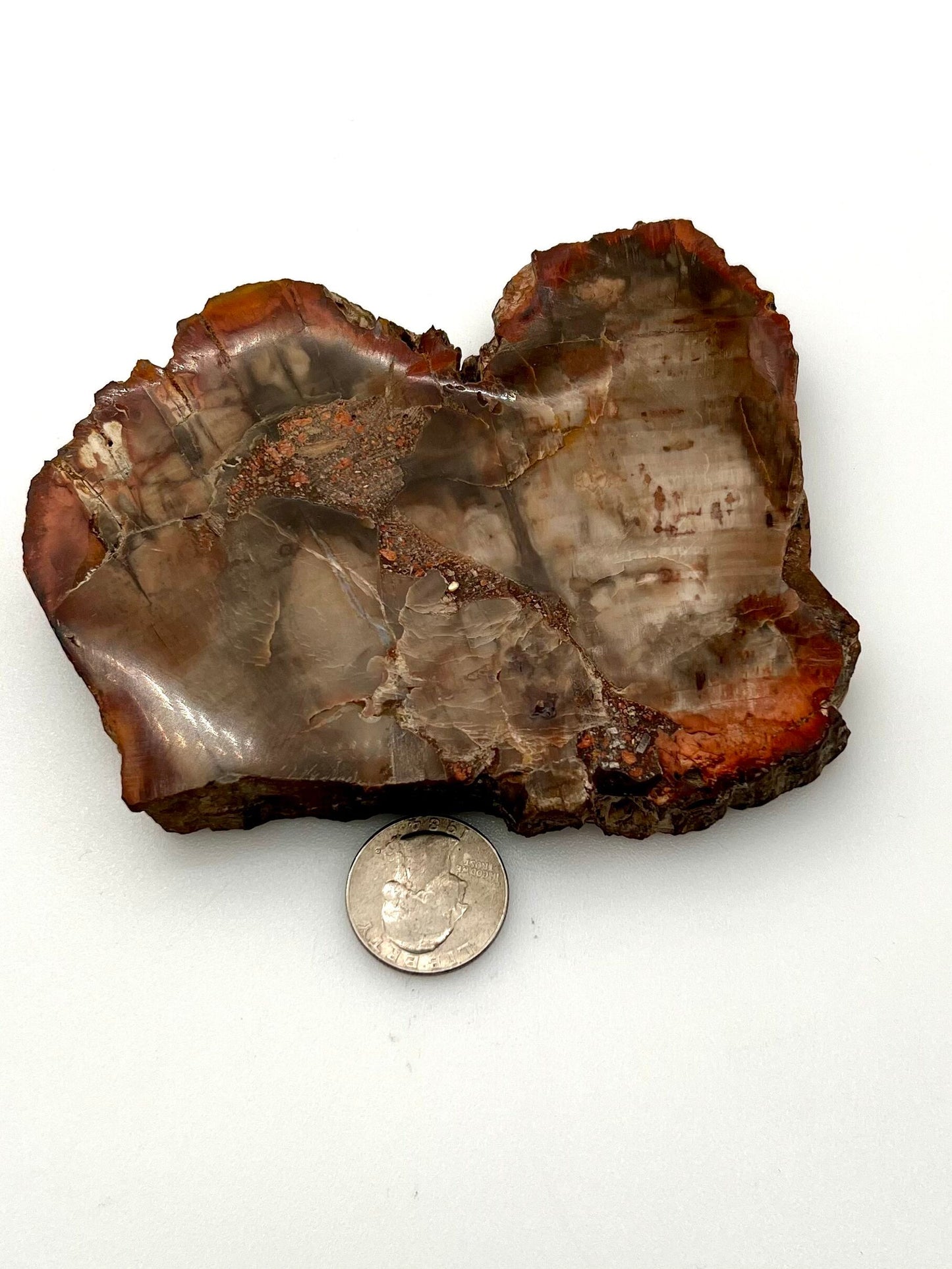 Petrified Wood Slab