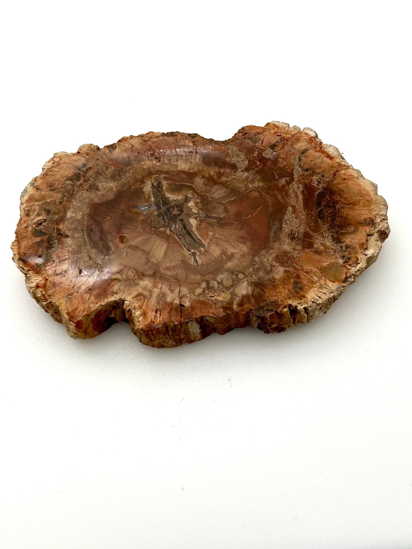 Petrified Wood Slab