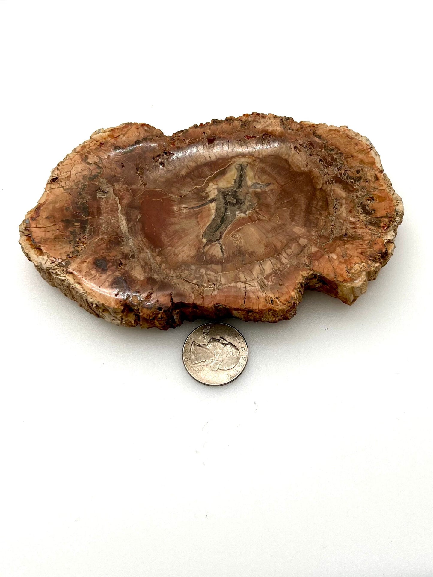 Petrified Wood Slab