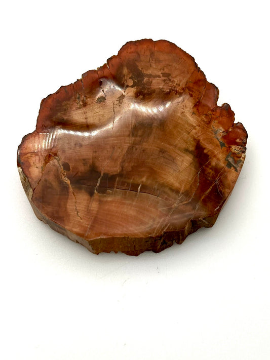 Petrified Wood Slab