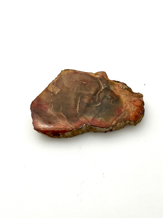 Petrified Wood Slab