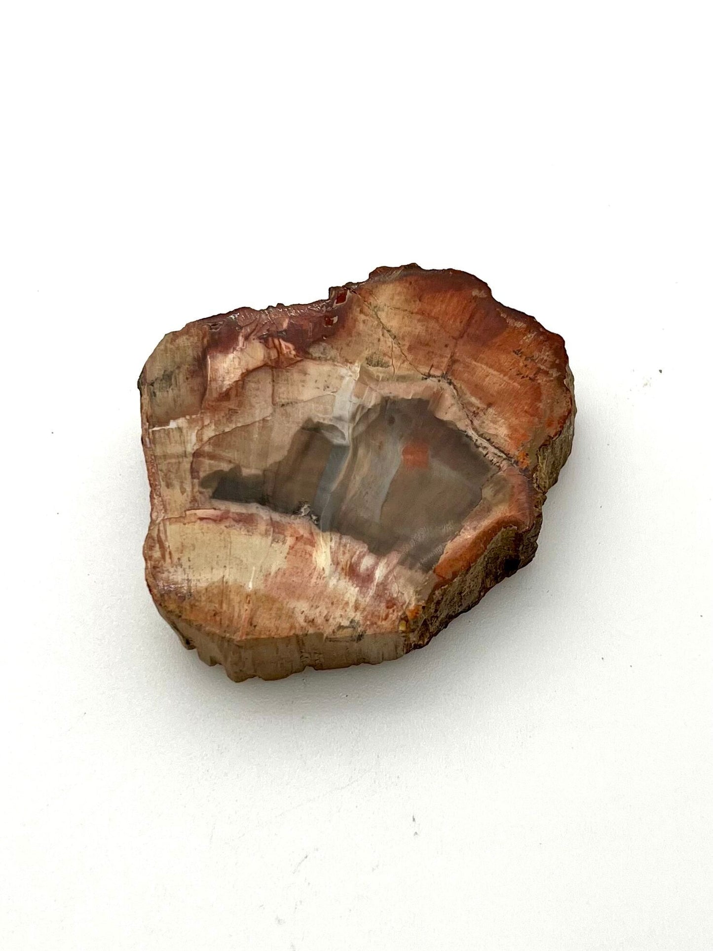 Petrified Wood Slab