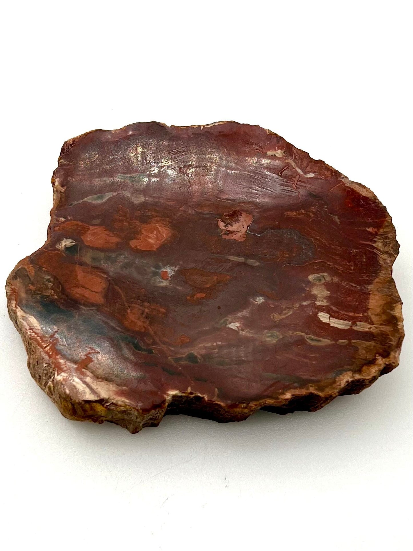 Petrified Wood Slab