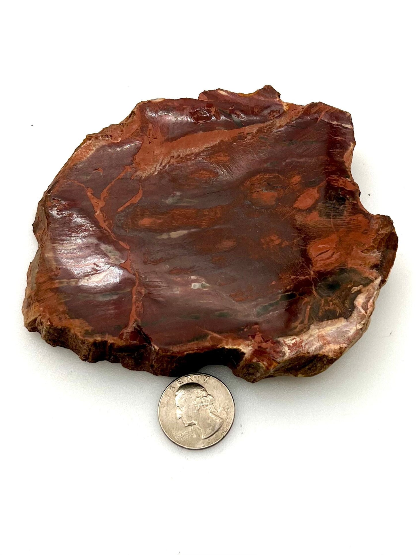 Petrified Wood Slab