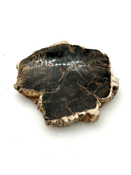 Petrified Wood Slab