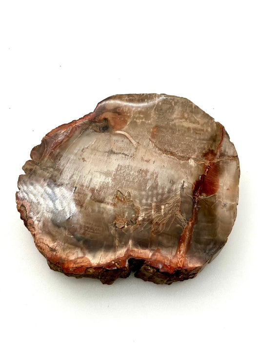 Petrified Wood Slab