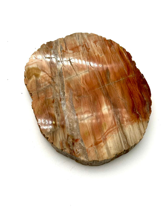 Petrified Wood Slab