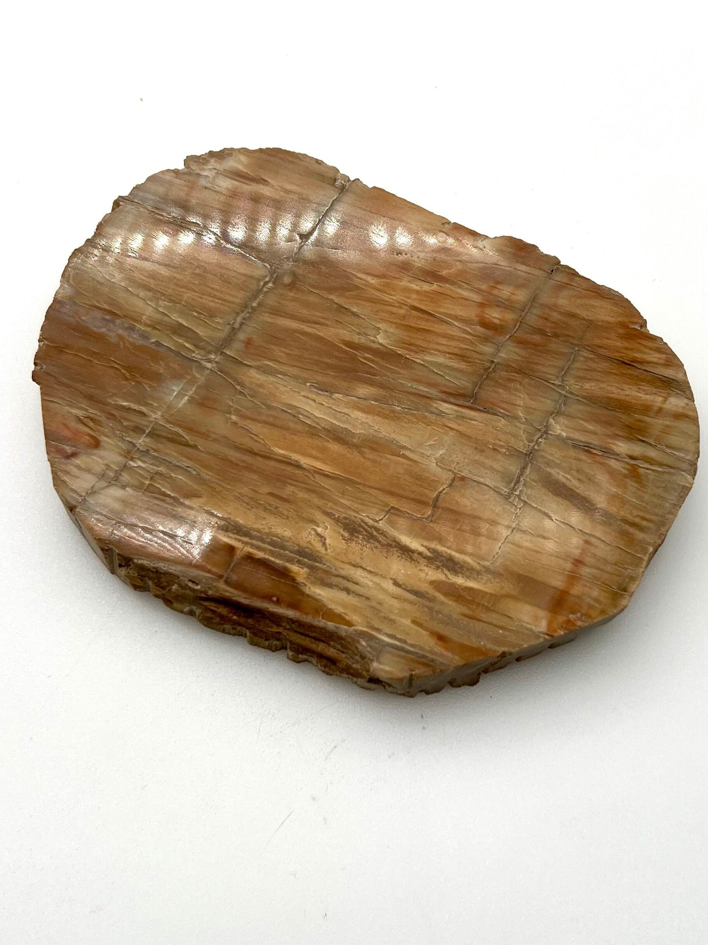 Petrified Wood Slab