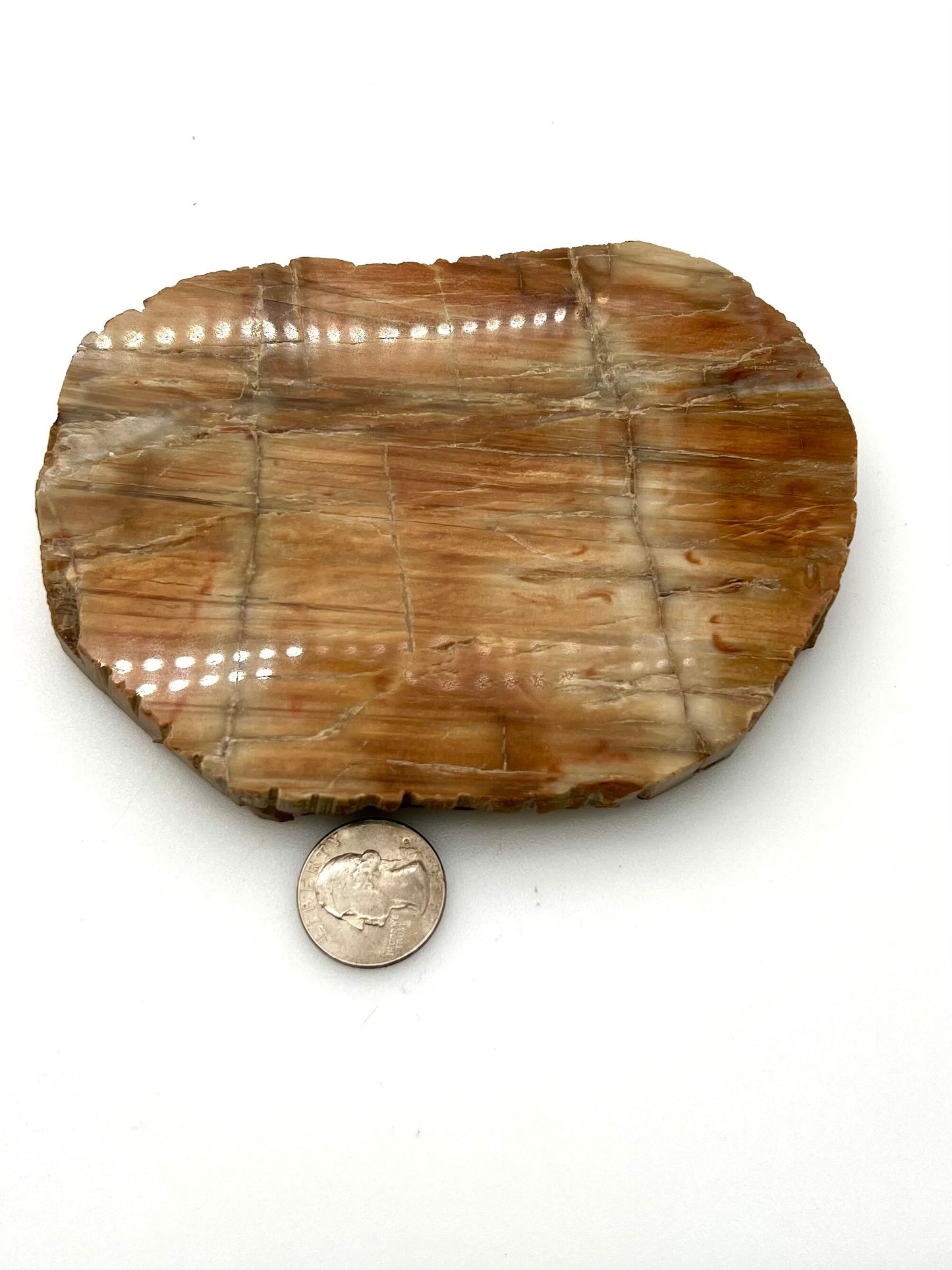 Petrified Wood Slab