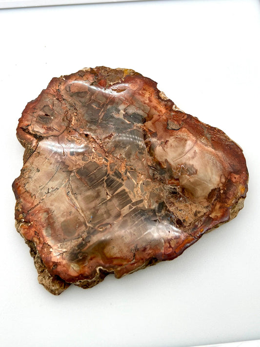 Petrified Wood Slab