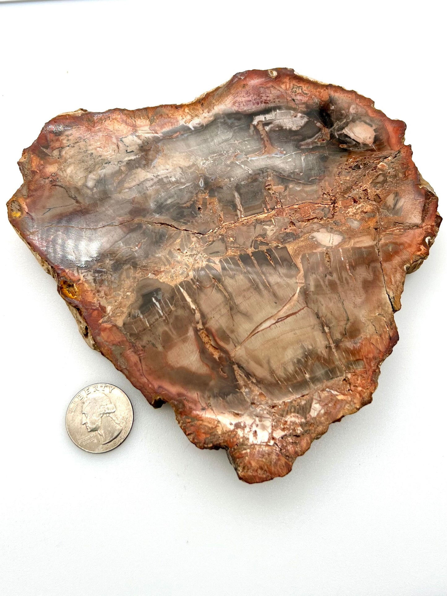 Petrified Wood Slab