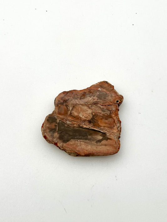 Petrified Wood Slab