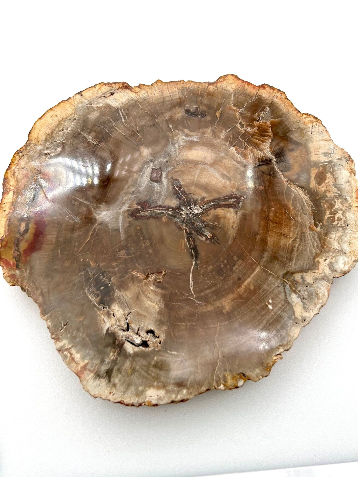 Petrified Wood Slab