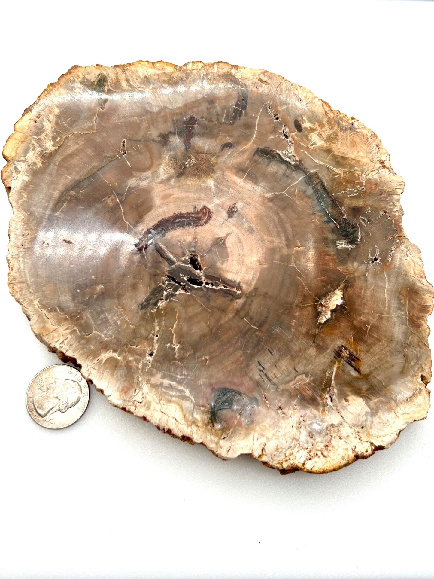 Petrified Wood Slab