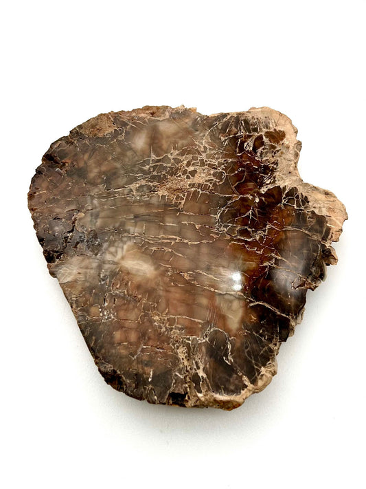 Petrified Wood Slab