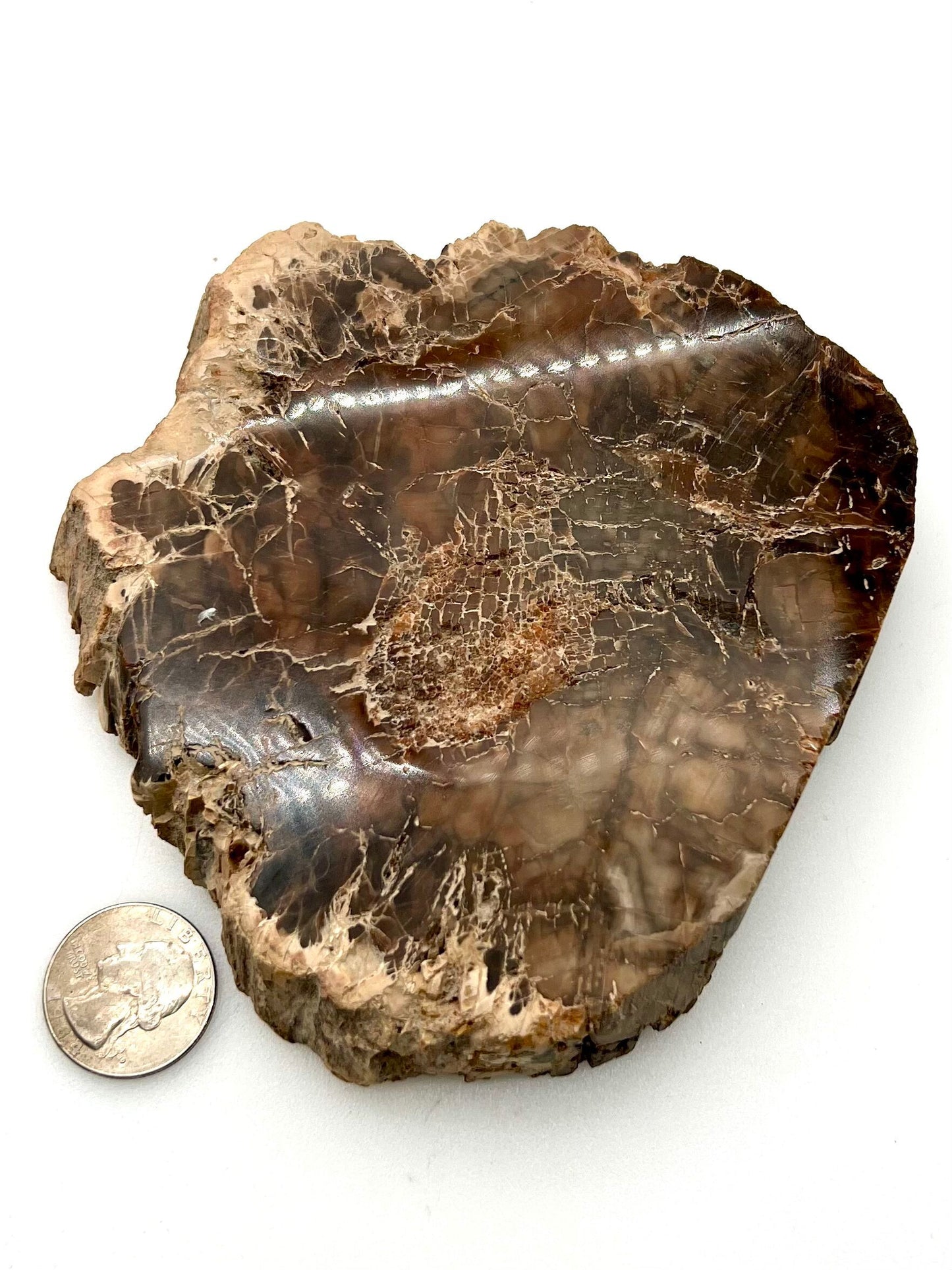 Petrified Wood Slab