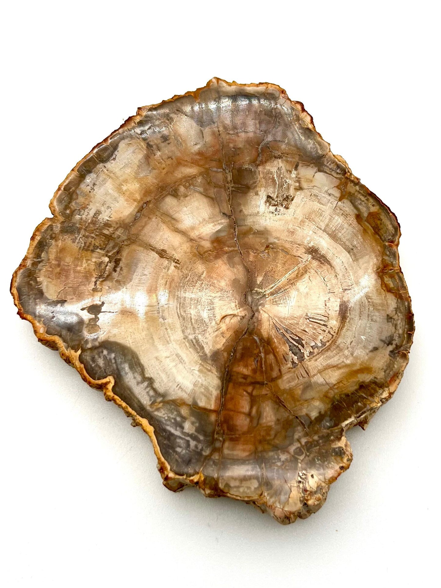 Petrified Wood Slab