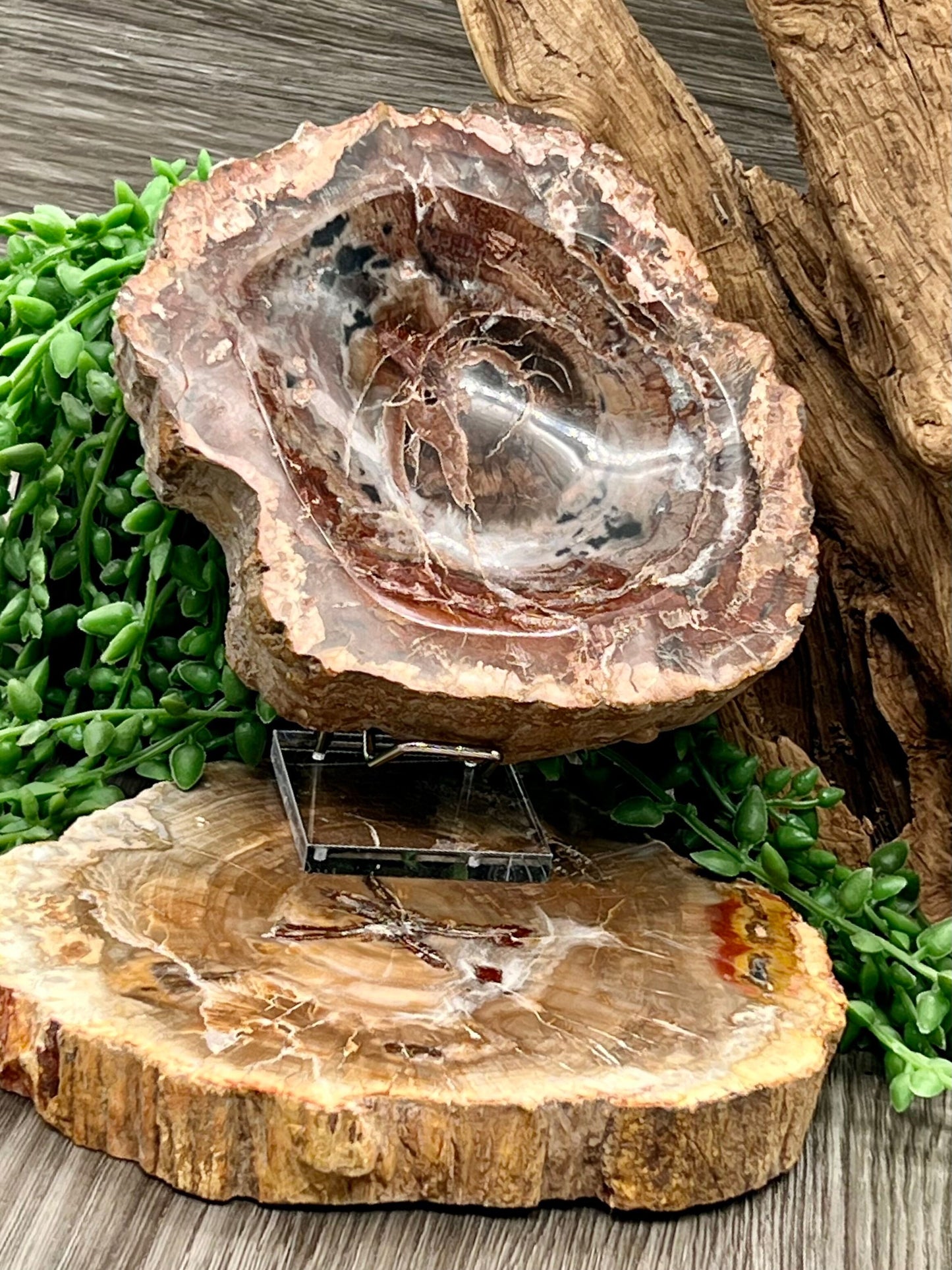 Petrified Wood Bowl