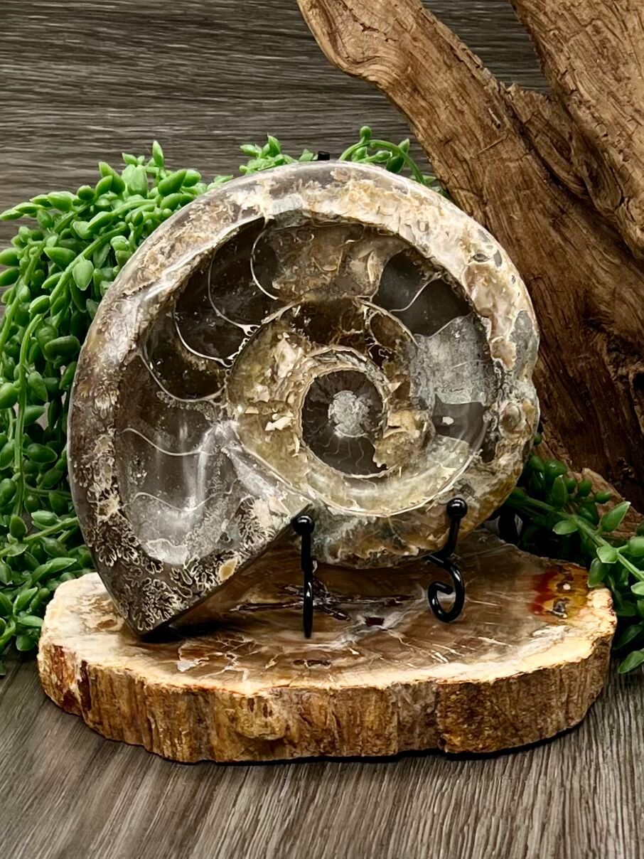 Ammonite Fossil Bowl