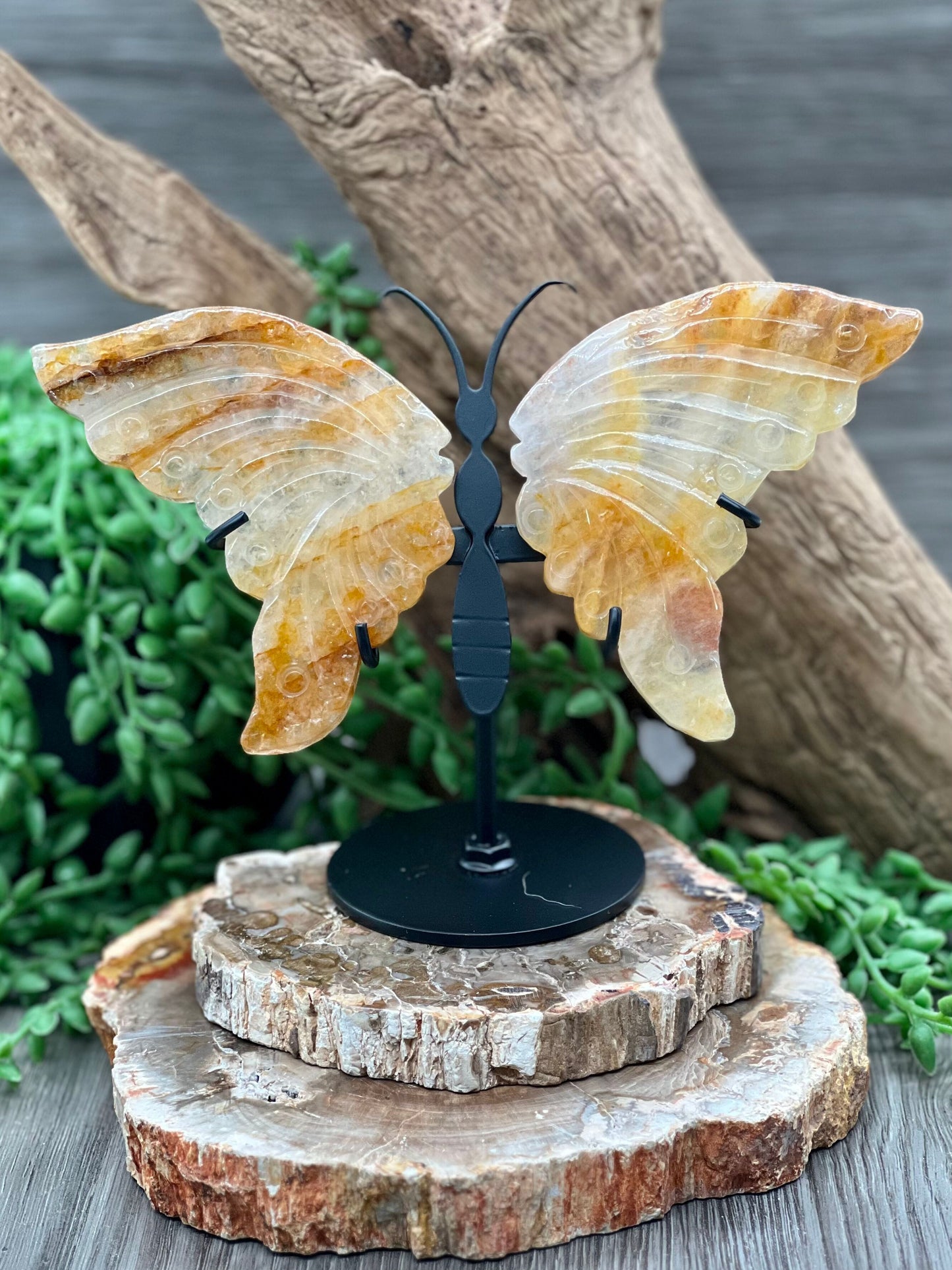 Butterfly Wing with Stand